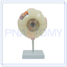 Modelo de anatomía del ojo humano plástico PNT-0660